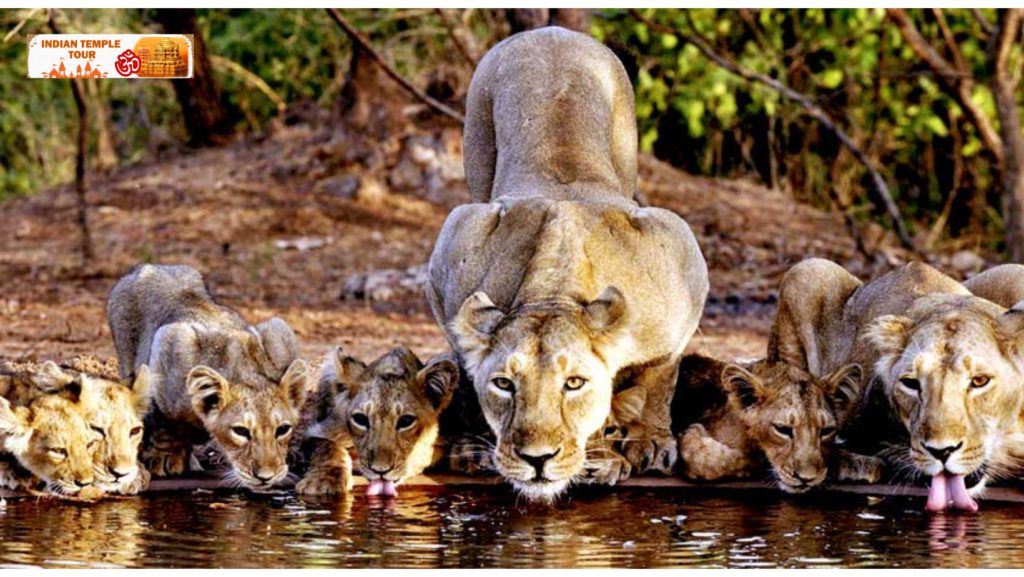 Gir National Park